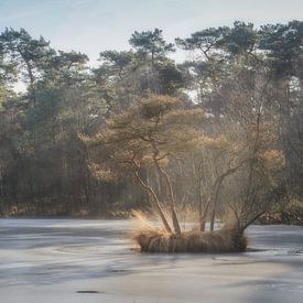 Fen silencieuse sur Miranda Geerts Art