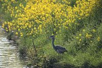 Reiger bij de sloot in hellevoetsluis tussen het koolwit.