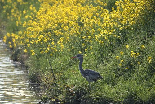 Reiher am Graben in hellevoetsluis