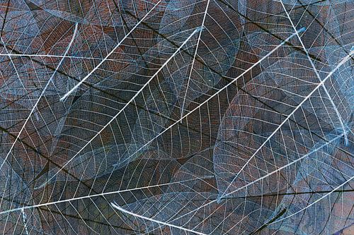 Abstracte schoonheid van verval ,skelet blad .