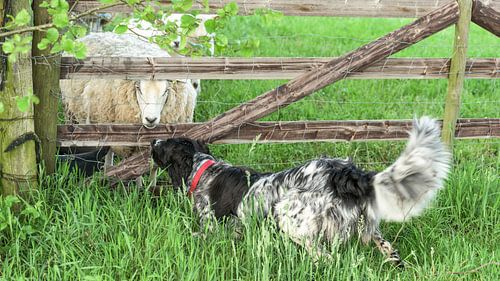 Rural encounter between dog and sheep