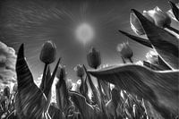 Tulips in black and white