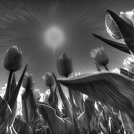 Tulpen in zwart wit van Saskia Hoks