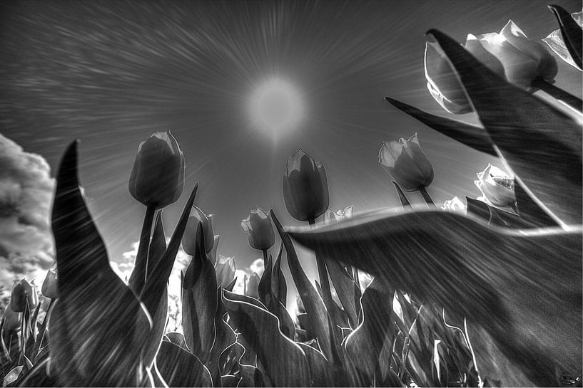 Tulpen in zwart wit par Saskia Hoks