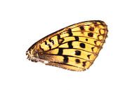 Vlindervleugel van Douwe Schut thumbnail