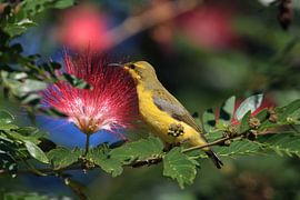 Olive-Backed Sunbird (Cinnyris jugularis) Rainforest, Queensland