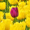 Une tulipe violette égarée entre les tulipes jaunes. sur eric van der eijk