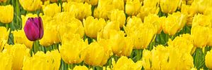 Eine verirrte lila Tulpe zwischen den gelben Tulpen von eric van der eijk