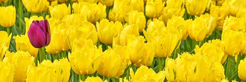 Eine verirrte lila Tulpe zwischen den gelben Tulpen