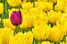 Eine verirrte lila Tulpe zwischen den gelben Tulpen von eric van der eijk