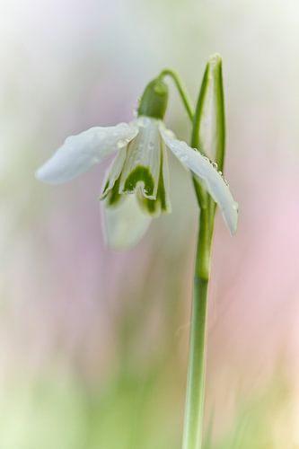 Monique Visser Simple beauty