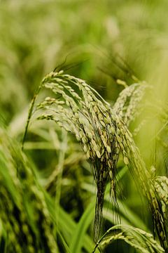 Close-up van een rijstplant in rijstveld, Azië van Melissa Peltenburg