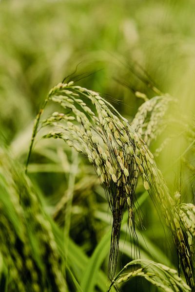 Close-up of a rice plant in rice field, Asia by Melissa Peltenburg