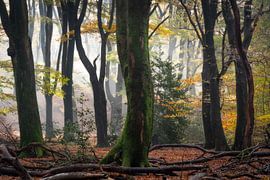 Foret de hetres brumeuse aux tons d'automne
