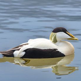 Eider à duvet sur Adriaan Westra