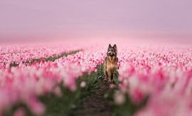 Tulip world by Omica Meinen