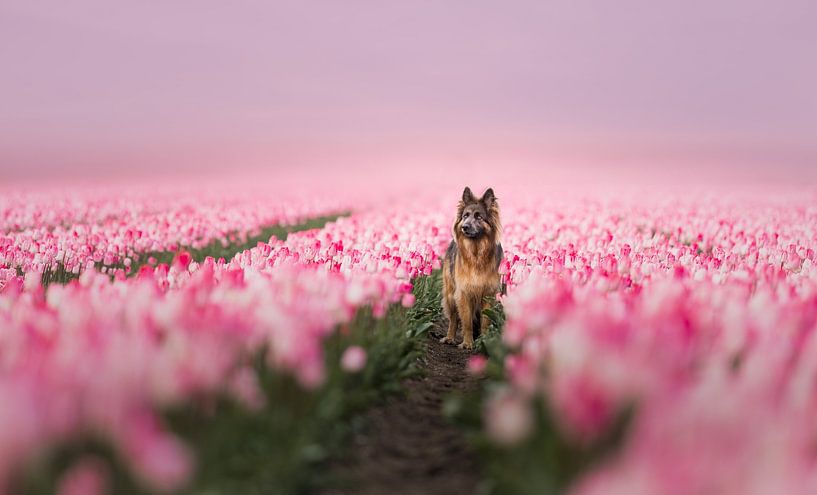 Le monde des tulipes par Omica Meinen