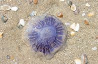 Jellyfish by Marco Leeggangers thumbnail