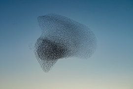 Schwarm von Staren (Sturnus vulgaris) von Albert Beukhof