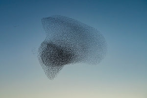 Schwarm von Staren (Sturnus vulgaris)