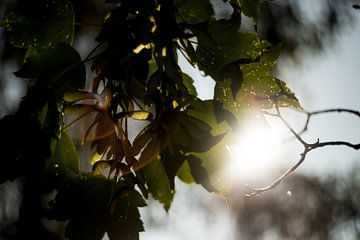 bladeren in het zonlicht, botanische kunst van Karijn | Fine art Natuur en Reis Fotografie