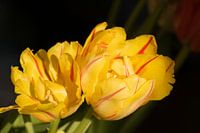Gele tulpen  tegen een donkere achtergrond