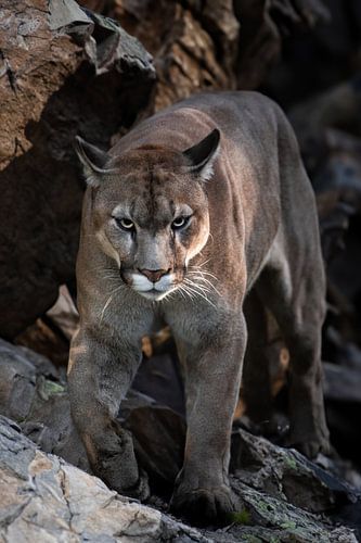 Cougar