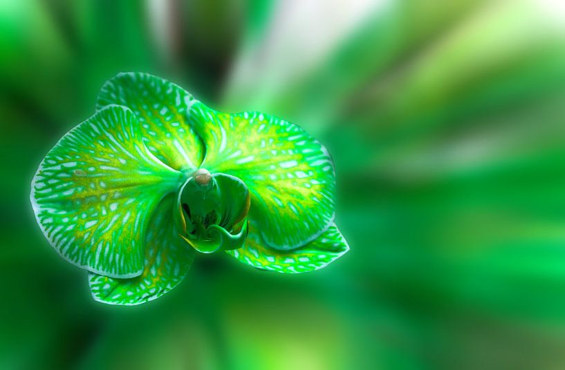 Groene Orchidee Bloem van Puravida - Fotografie en fotokunst