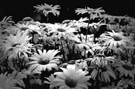 Blumen (schwarz und weiß) von Rob Blok Miniaturansicht