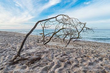 Tree trunk on the west beach on the Baltic Sea coast on the Fischland-Da by Rico Ködder