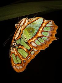 Schmetterling im Detail von Adje Photography