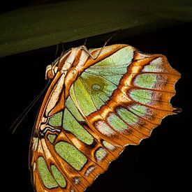 Butterfly in detail by Adje Photography