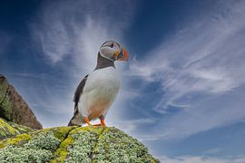 Macareux moine, Fratercula arctica. Oiseau de mer