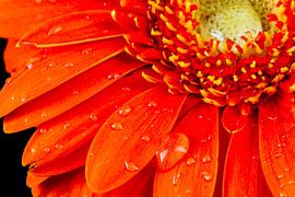 macro van rode gerbera bloem met dauw druppels by Arjen Schippers