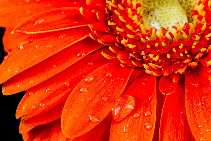 macro van rode gerbera bloem met dauw druppels van Arjen Schippers