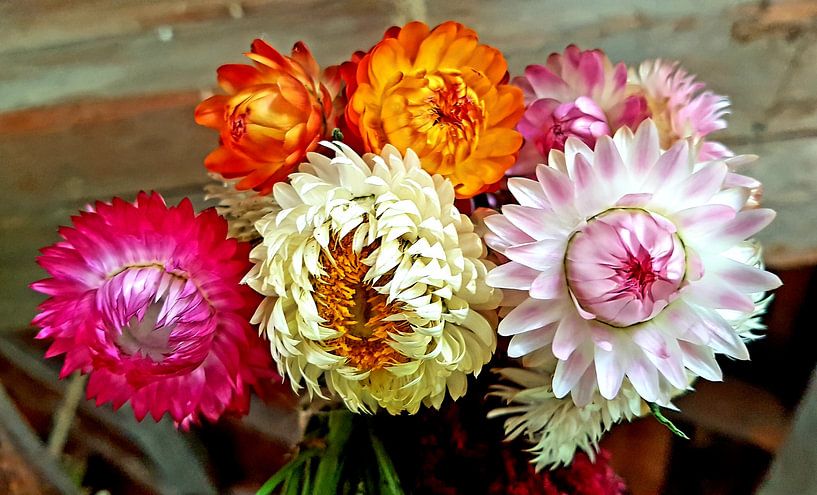 Dried flowers by Dave Muntinga