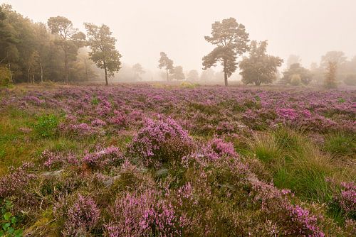 Flowering heather in the warm morning light