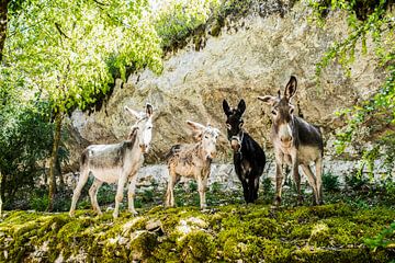 Esel in Frankreich von anne hamers