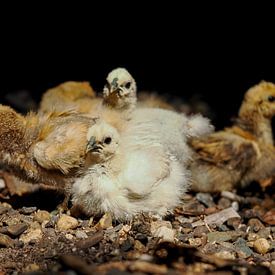 Chicks by Jannes Boonstra