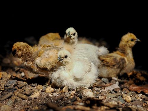 Chicks by Jannes Boonstra