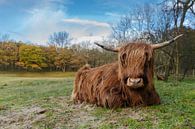 Ein schottischer Highlander in der Nähe von Menno Schaefer Miniaturansicht