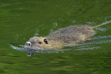 Coypu / River Rat ( Myocastor coypus ) swims in a hurry through nice green colored water