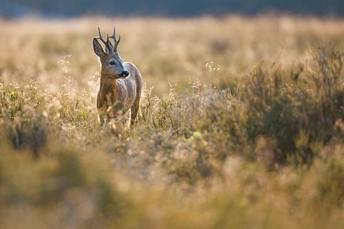 reebok van Pim Leijen