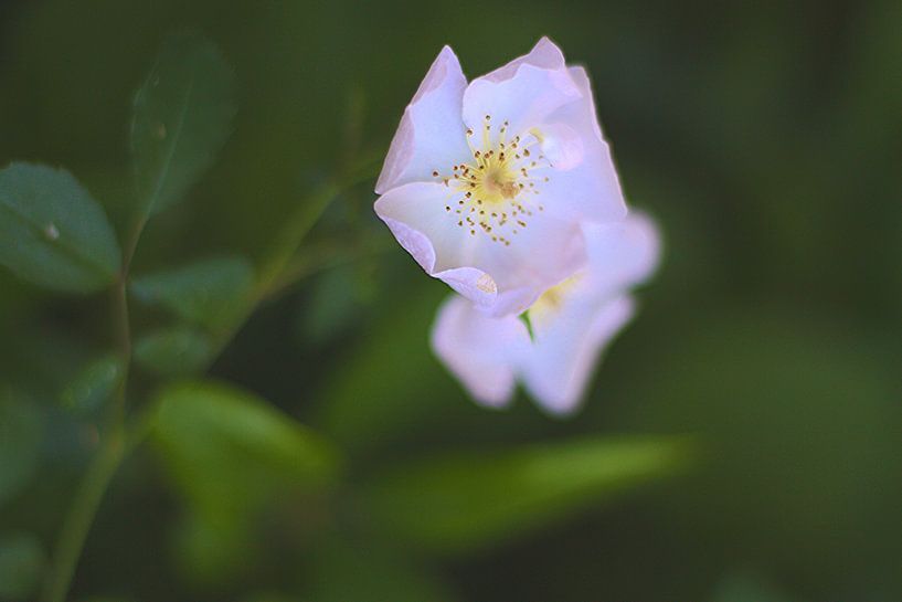 Jardin (XII) van Marianna Pobedimova