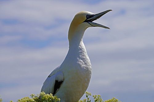 Broedende jan-van-genten op het eiland Helgoland.