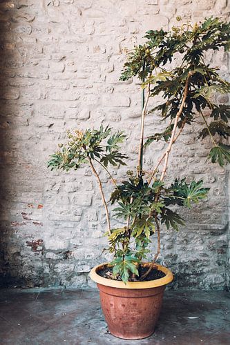 Plant tegen muur