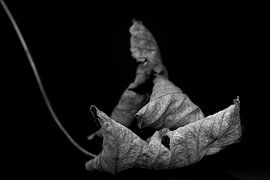 Inside Nature by Mario Creanza