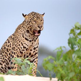 Jaguar on the lookout from a river dune, Pantanal, Brazil by Rini Kools