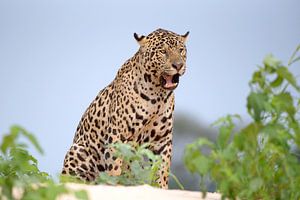 Jaguar à l'affût depuis une dune fluviale, Pantanal, Brésil