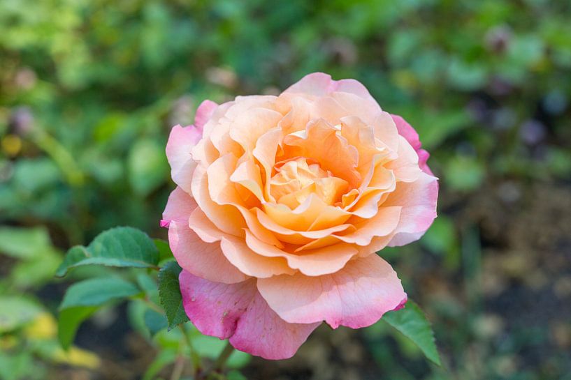 Fleur rose/jaune par Yannick uit den Boogaard